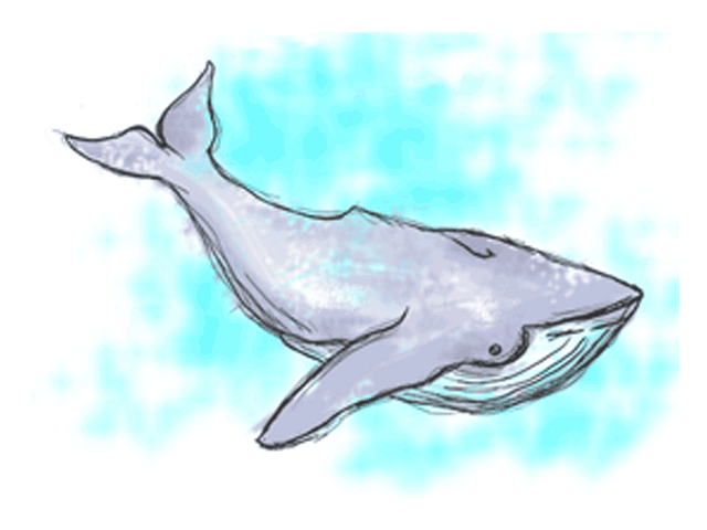 Whale