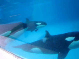 $B%7%c%A$N%7%g!<(B3