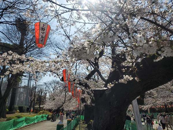 さくらとぼんぼり