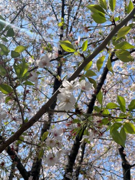 桜のズーム