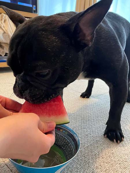 スイカを食べる犬