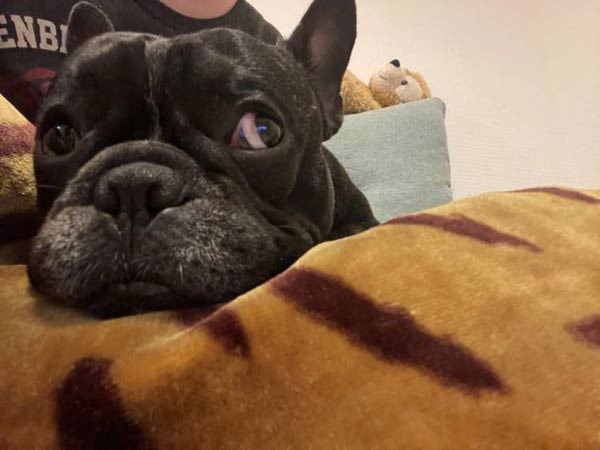 寝るイヌとぬいぐるみ