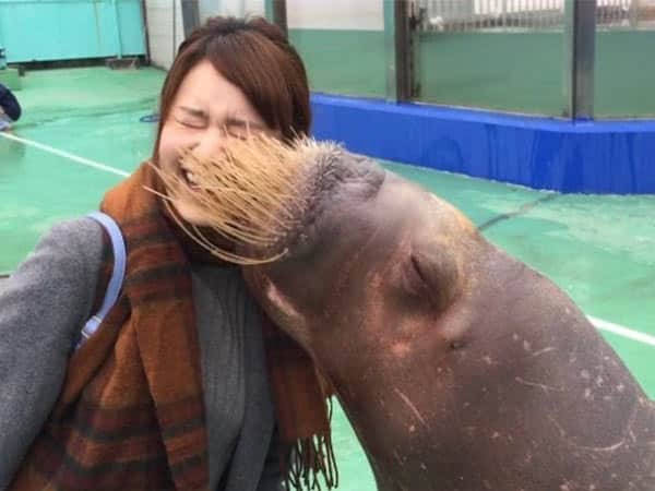 セイウチとキス