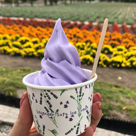 ラベンダーソフト