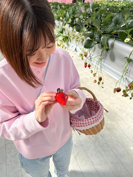 いちご狩り中