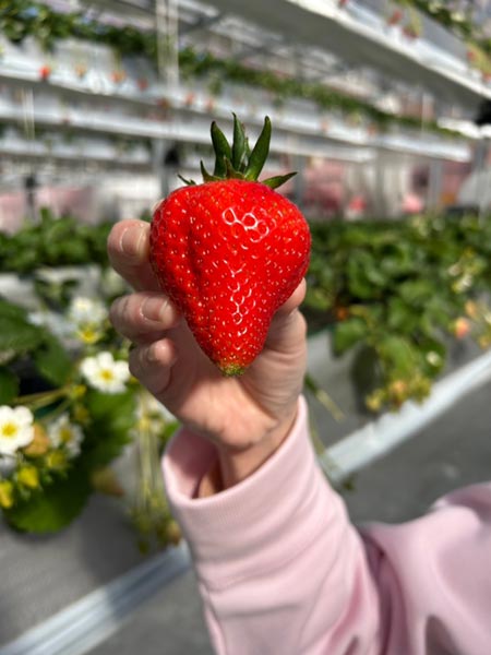 成熟したいちご