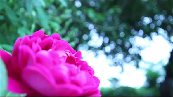 この記事の写真