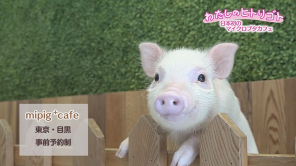 この記事の写真