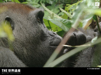 ゾウが作った森にゴリラが暮らす!サンガ川流域の森林地帯