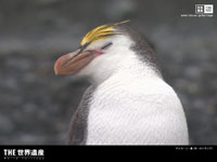 最南端の世界遺産 マッコーリー島