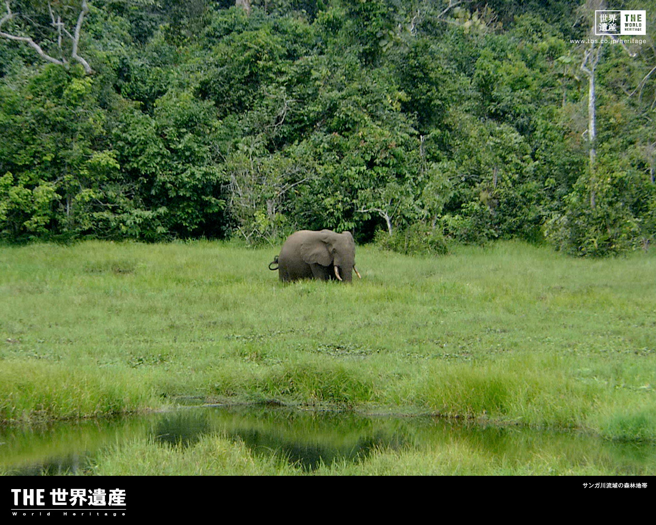 特集 ゾウが作った森にゴリラが暮らす サンガ川流域の森林地帯 Tbsテレビ The世界遺産