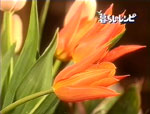 バレリーナ