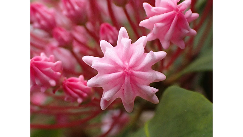 ■カルミアのつぼみ