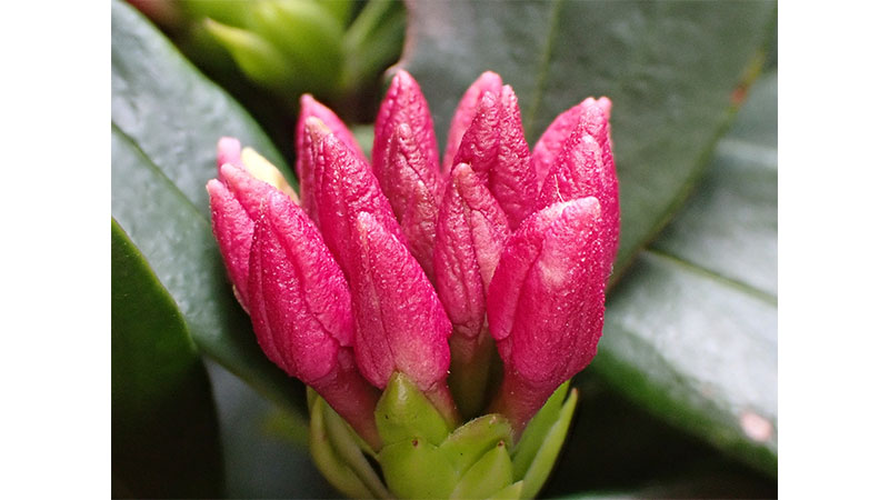 ■沈丁花のつぼみ