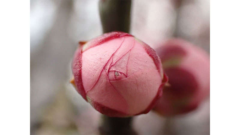 ■淡路枝垂のつぼみ