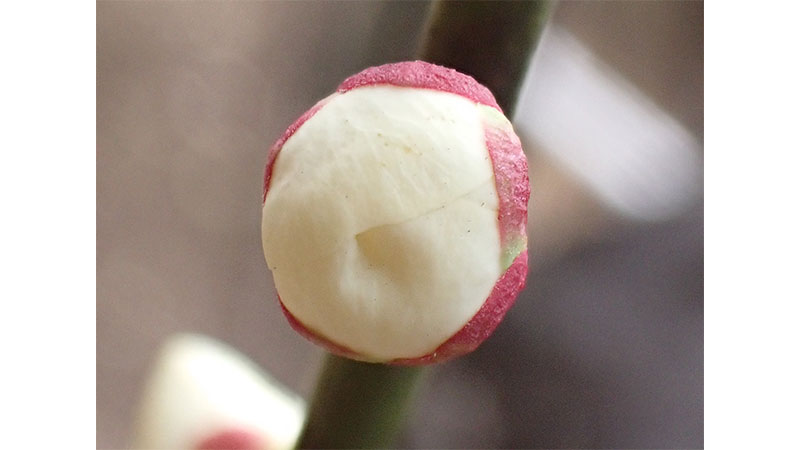 ■白加賀のつぼみ