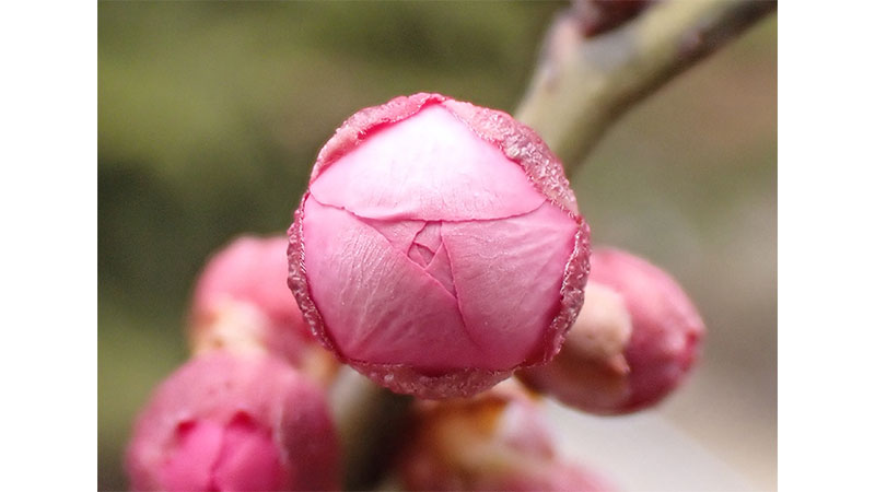 ■蓮久のつぼみ