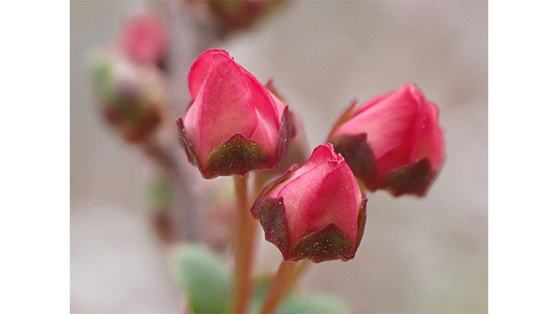 ■ピンクユキヤナギ