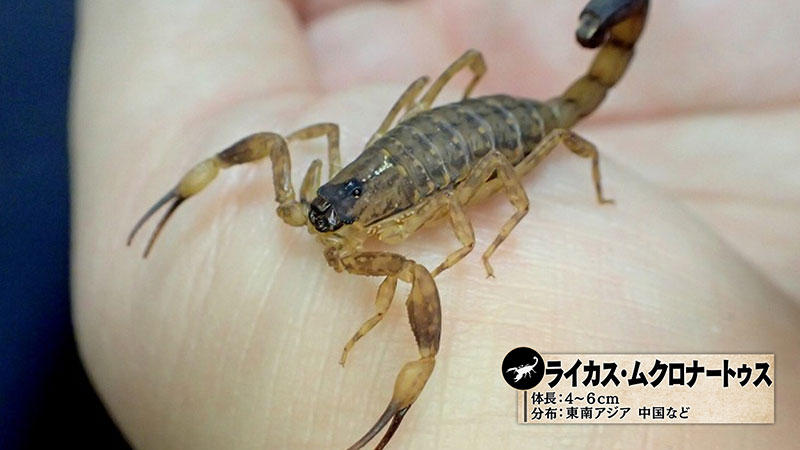 スイミングスコーピオン