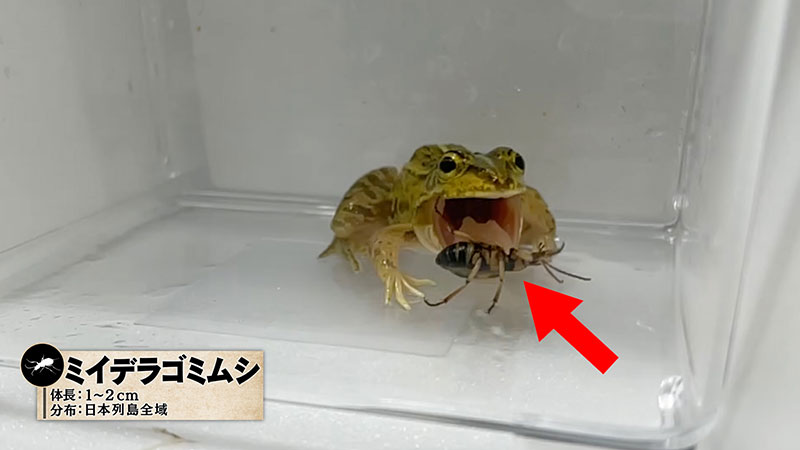 ミイデラゴミムシ