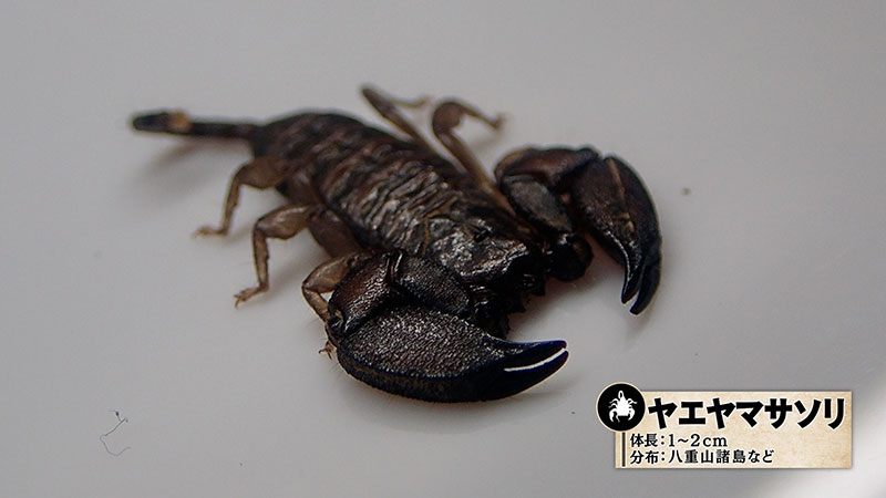 ヤエヤマサソリ