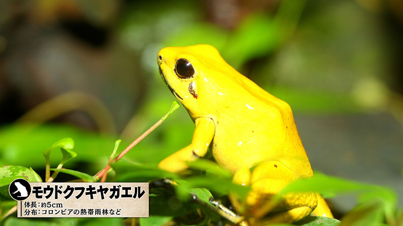 モウドクフキヤガエル