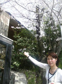 「工房ひしめき」を取材した時は桜が満開でした