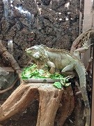 $BE9Fb$G0lHVBg$-$J%$%0%