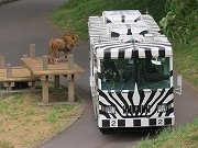 ゼブラ柄のライオンバス
