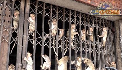 サルに占拠された村 in タイ