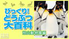 びっくり!どうぶつ大百科〜旭山動物園編〜
