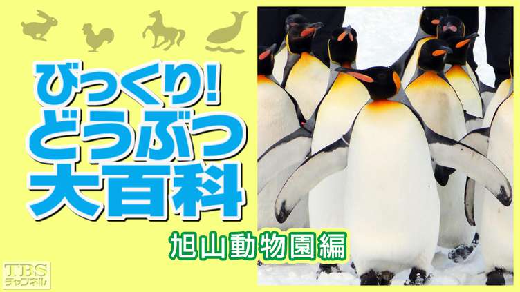 びっくり!どうぶつ大百科〜旭山動物園編〜