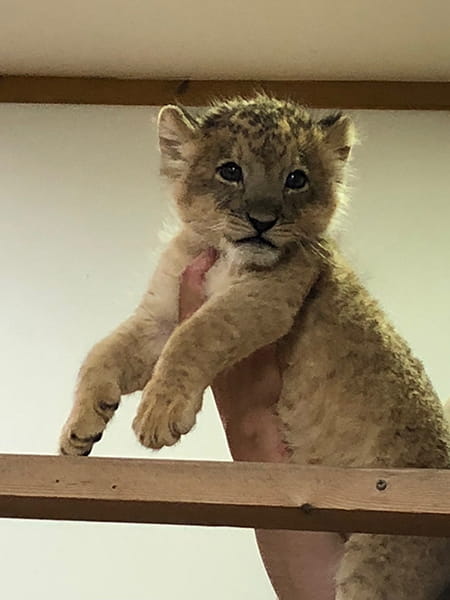 ライオンの赤ちゃん一匹