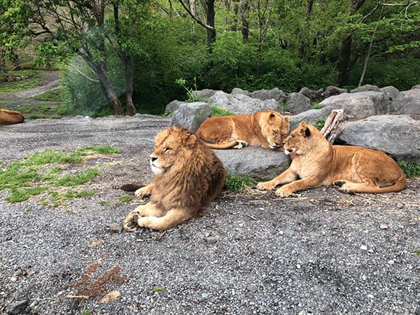 3匹のライオン