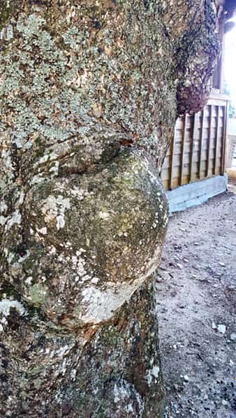 タブノキアップ