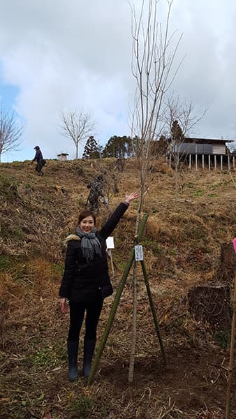 いしかわと桜の木