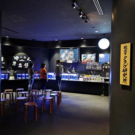クラゲ研究所