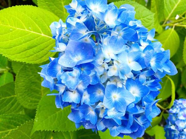 紫陽花