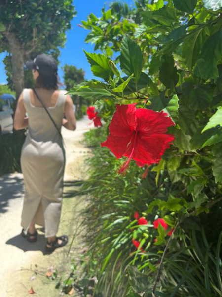 ハイビスカス