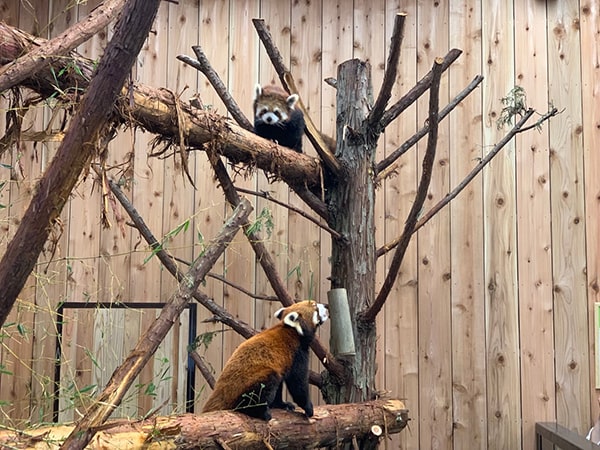 レッサーパンダ