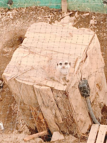 ミーアキャット