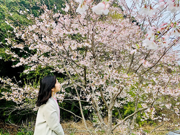 桜