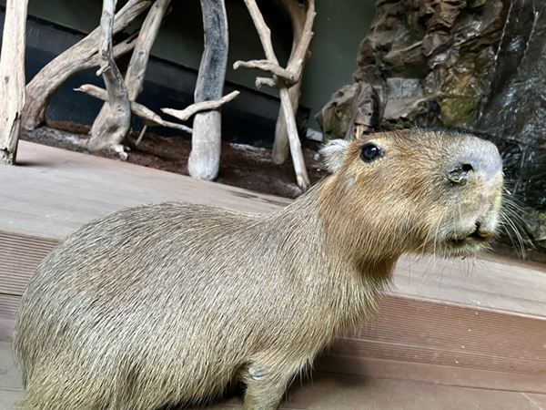 カピバラアップ