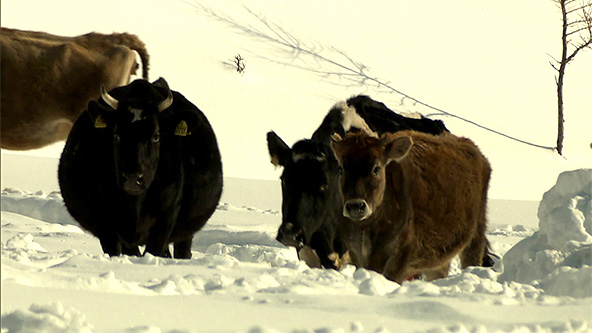 この記事の写真