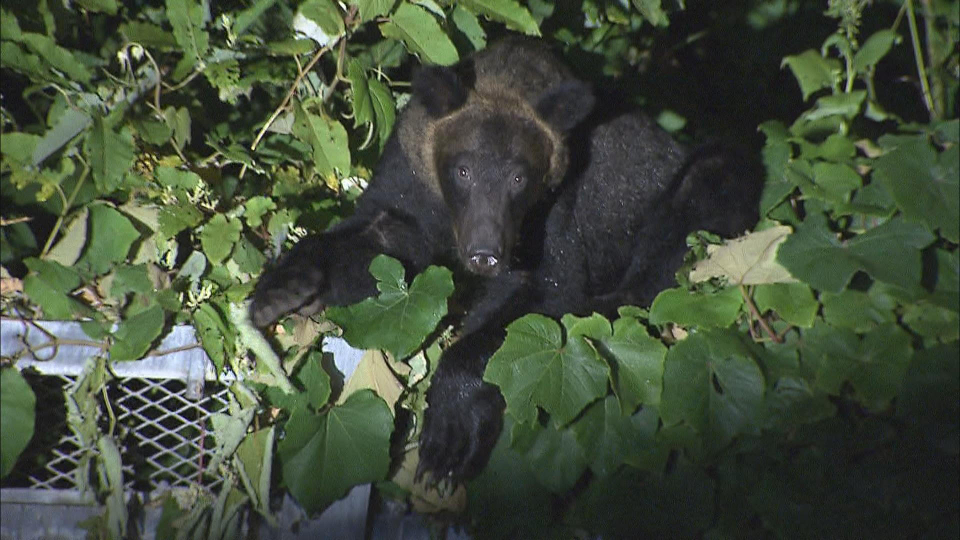 この記事の写真