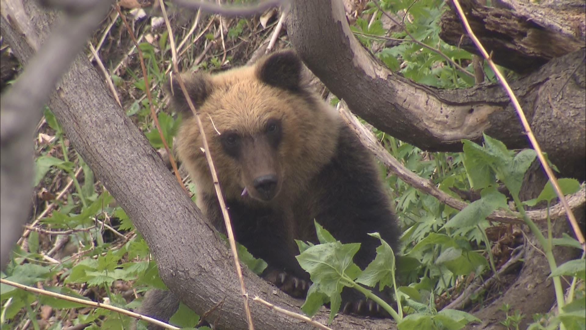 この記事の写真