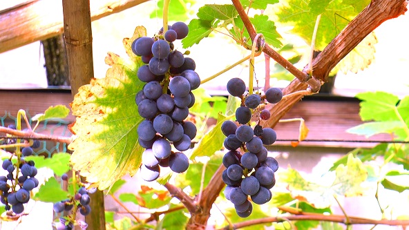 この記事の写真