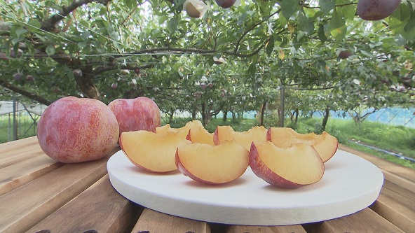 この記事の写真