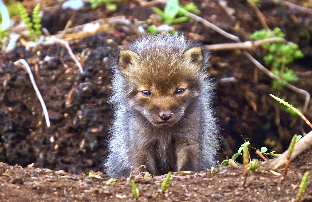 この記事の写真