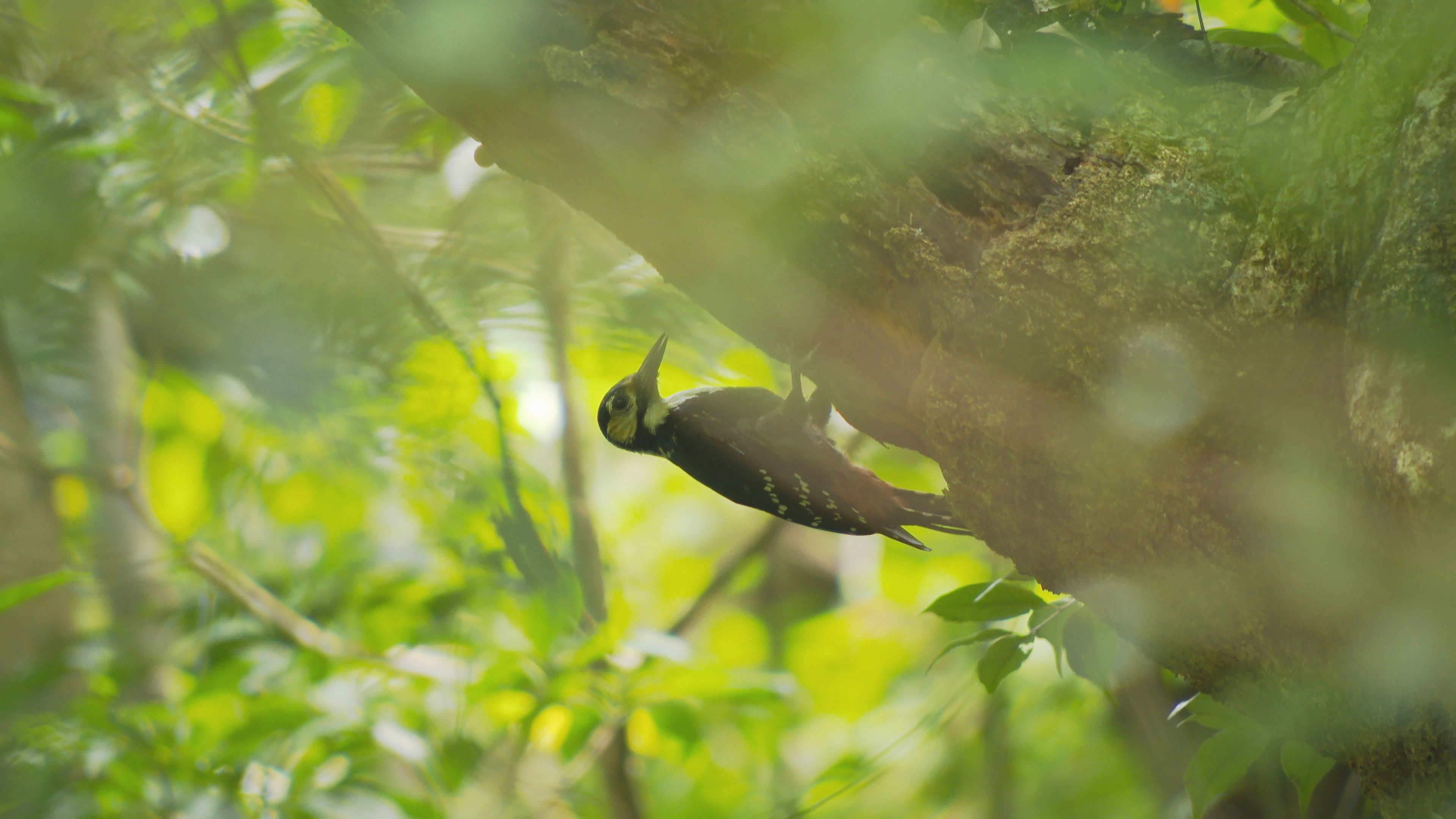 この記事の写真